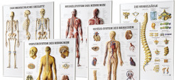 3D-Anatomie-Relieftafeln