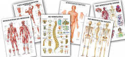 Anatomie Poster/Lehrtafeln