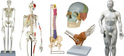 Anatomische Modelle, Skelette etc.