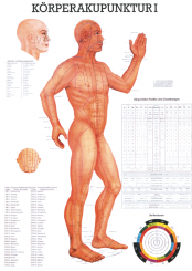 Anatomieposter «Körperakupunktur 10/I» laminiert 
