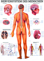 Anatomieposter «Nervensystem des Menschen» laminiert 