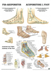 Lehrtafel «Fussakupunktur 10/V» laminiert 