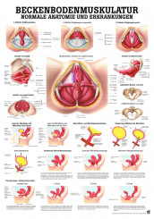 Anatomieposter «Beckenboden-Muskulatur» laminiert 