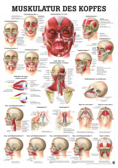 Anatomieposter «Die Muskulatur des Kopfes» laminiert 