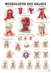 Anatomieposter «Die Halsmuskulatur» laminiert 