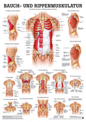 Anatomieposter «Bauch und Rippenmuskulatur« laminiert 