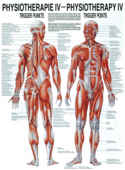 Anatomieposter «Triggerpunkte» laminiert 