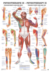 Anatomieposter «Triggerpunkte Arm & Bein» laminiert 