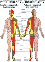 Anatomieposter «Hautinnervation» laminiert 