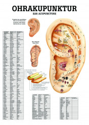 Anatomietafel «Ohrakupunktur» laminiert 