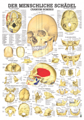 Anatomieposter «Der menschliche Schädel» (Cranium hominis) 
