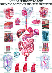 Anatomische Lehrtafel «Verdauungsorgane» laminiert 