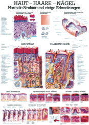 Lehrtafel «Haut - Haare - Nägel» laminiert 