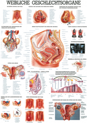 Anatomieposter «Die weiblichen Geschlechtsorgane» laminiert, 70 x 100cm 