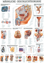 Anatomie-Poster «Die männlichen Geschlechtsorgane» laminiert, 70 x 100cm 