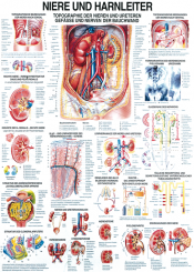 Anatomieposter «Niere und Harnleiter» 70 x 100cm, laminiert 