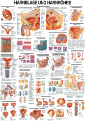 Anatomieposter «Harnblase und Harnröhre» 70 x 100, laminiert 