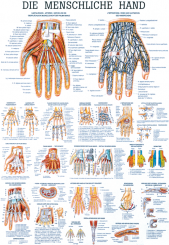 Anatomieposter «Die menschliche Hand» 70 x 100cm, laminiert 