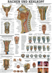 Anatomieposter «Rachen und Kehlkopf» 70 x 100 cm, laminiert 