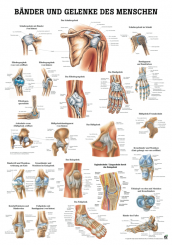 Anatomieposter «Bänder und Gelenke» 70 x 100 cm, laminiert 
