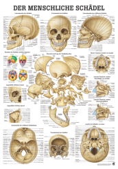 Anatomie Lehrtafel «Der menschliche Schädel» laminiert 