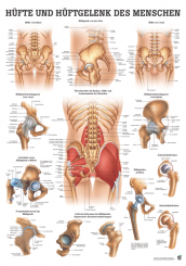 Anatomie Lehrtafel «Hüfte & Hüftgelenk» laminiert 