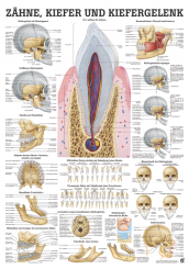 Anatomische Lehrtafel «Zähne, Kiefer und Kiefergelenk» laminiert 