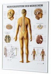 3D Anatomie-Relieftafel «Das Nervensystem des Menschen» 