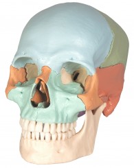 Zerlegbarer Schädel mit Magnetverbindungen, 18-teilig, pastellfarbige Schädelknochen 