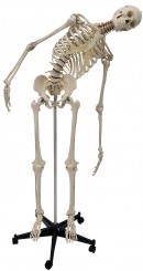 Menschliches Skelett mit flexibler Wirbelsäule A200.2 