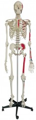 Skelett A200.1 mit Muskeldarstellung und starrer Wirbelsäule 