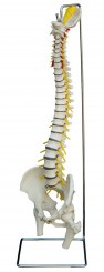 Flexible Wirbelsäule des Menschen, Modell A212 