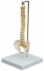 Mini-Wirbelsäule, Modell MI212, Höhe 30cm 