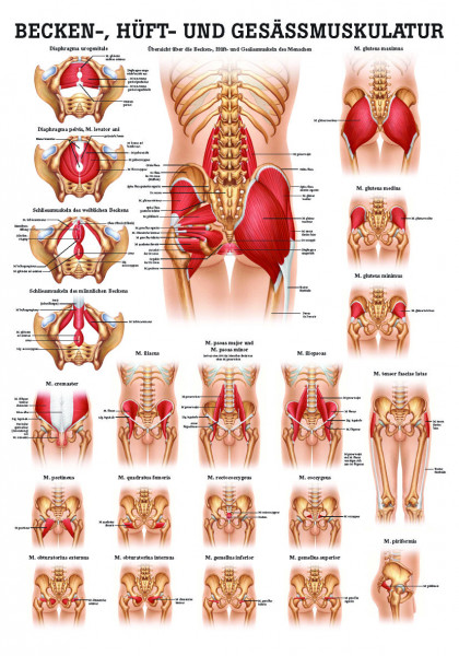 Anatomieposter «Becken-, Hüft- und Gesässmuskeln» laminiert 