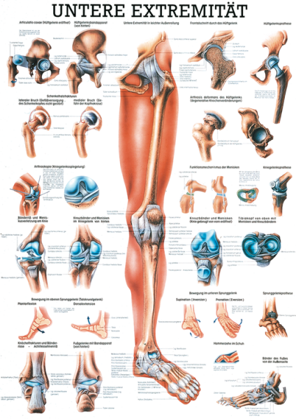 Anatomieposter «Untere Extremität» laminiert 