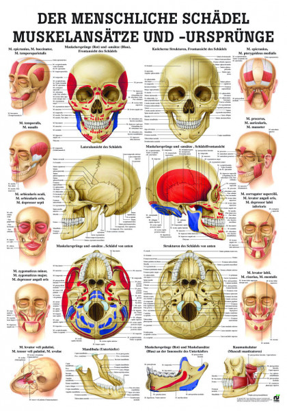 Anatomie Lehrtafel «Muskelansätze & Ursprünge Schädel» laminiert 