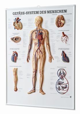 3D Anatomie-Relieftafel «Das menschliche Gefässsystem» 