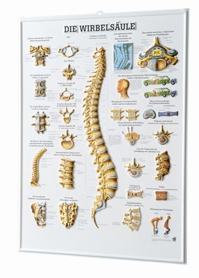 3D Anatomie-Relieftafel «Die menschliche Wirbelsäule» 