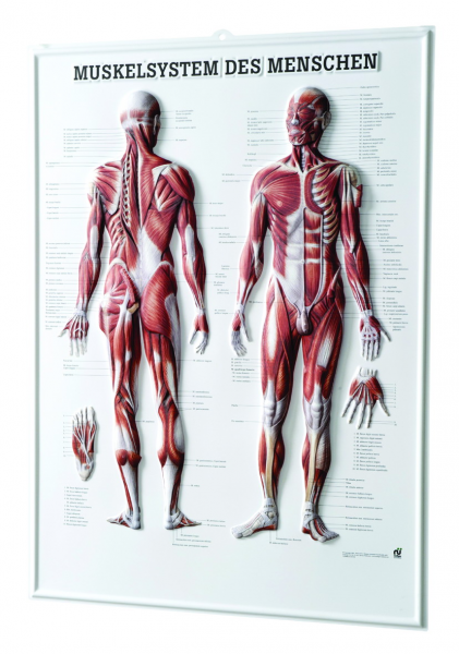 3D Anatomie-Relieftafel «Das menschliche Muskelsystem» 